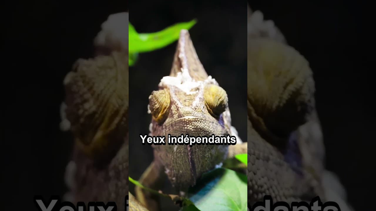 Culture & découvertes — 4 faits surprenants sur le #CAMÉLÉON que tu ne savais pas !
