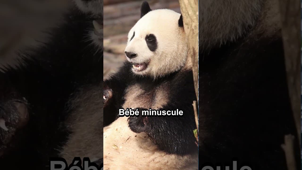 Culture & découvertes — 4 faits insolites sur le PANDA Géant #panda