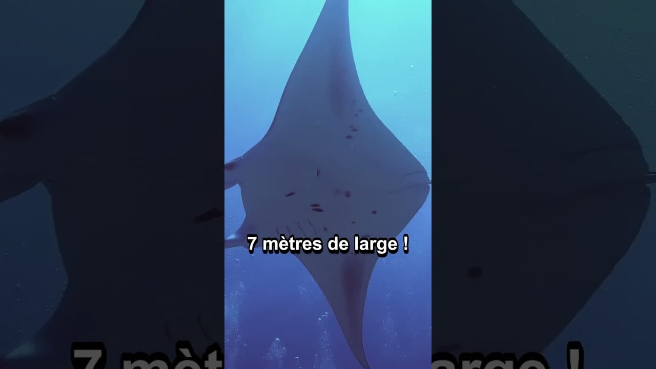 Culture & découvertes — 3 faits surprenants sur la RAIE MANTA
