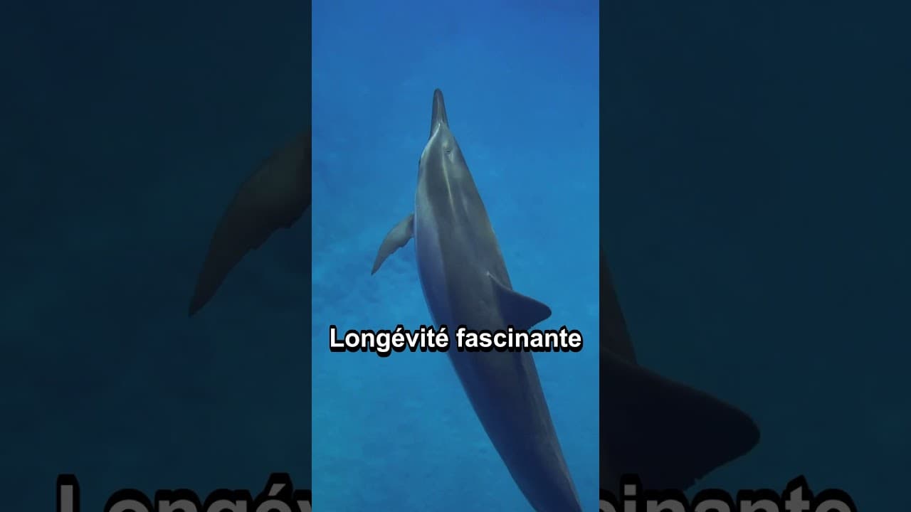 Culture & découvertes — 3 faits surprenants sur les #dauphins que vous ne connaissez pas