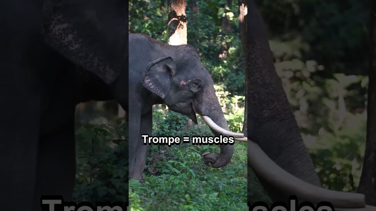 Culture & découvertes — 4 vérités surprenantes sur l’éléphant #savane