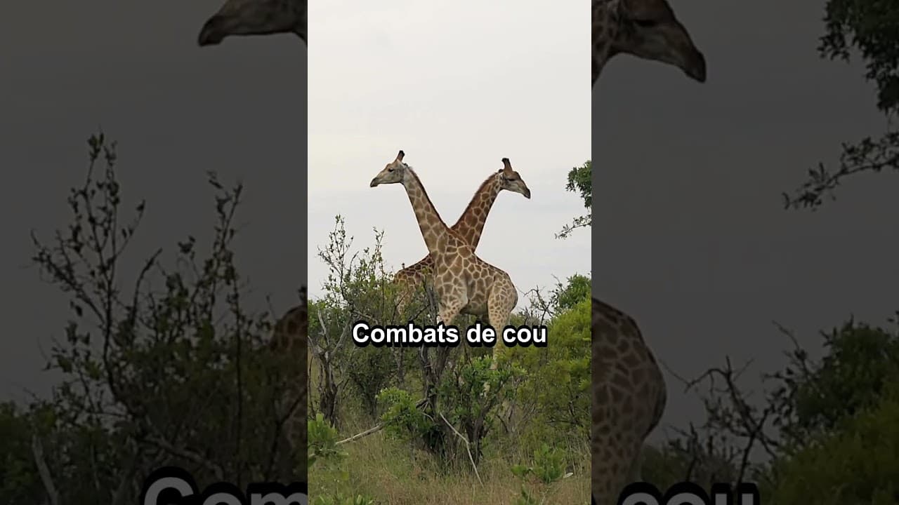 Culture & découvertes — 4 faits surprenants sur le cou de la girafe à découvrir ! #girafe