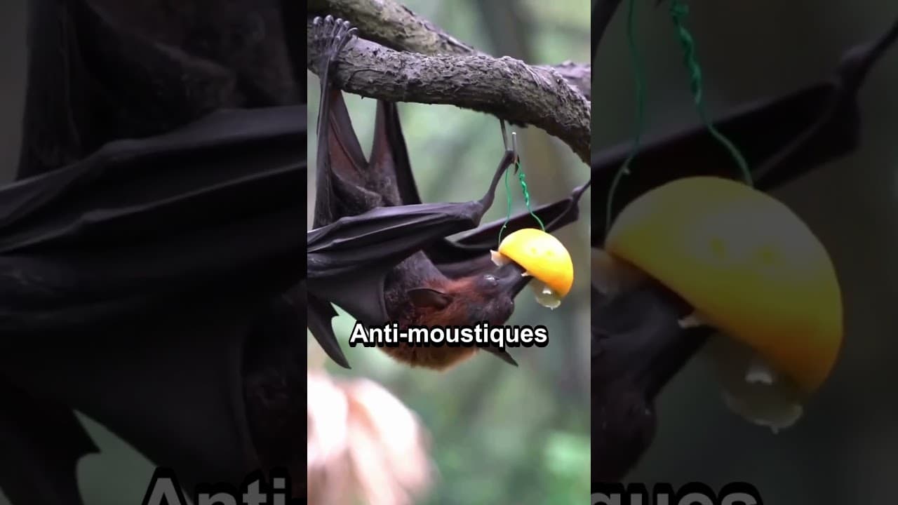 Culture & découvertes — 4 trucs fous sur la chauve-souris #chauvesouris
