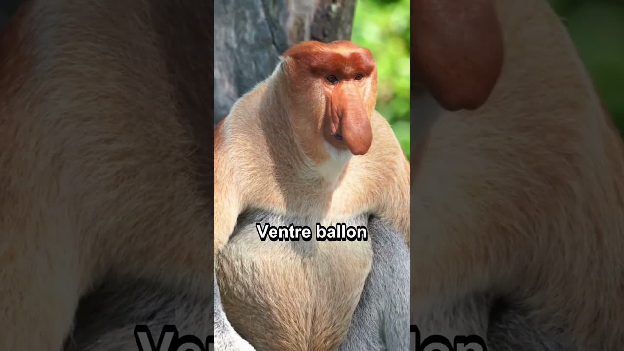 Culture & découvertes — 4 secrets insolites sur le NASIQUE #Singe