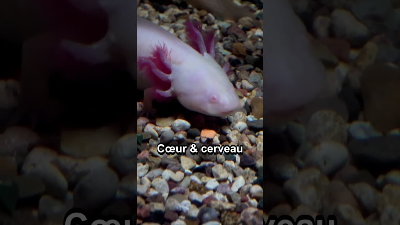 Culture & découvertes — 4 faits CHOQUANTS sur l’axolotl #insolite