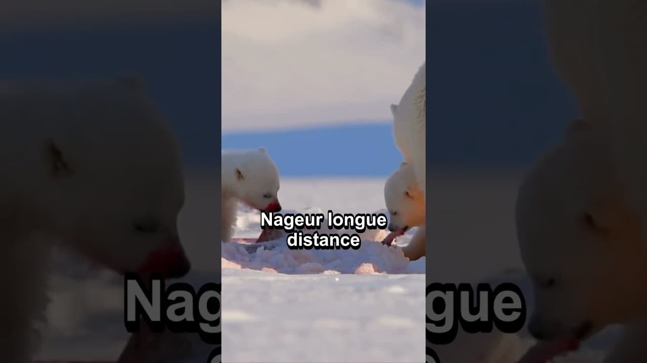 Culture & découvertes — 4 secrets insolites sur l’OURS POLAIRE