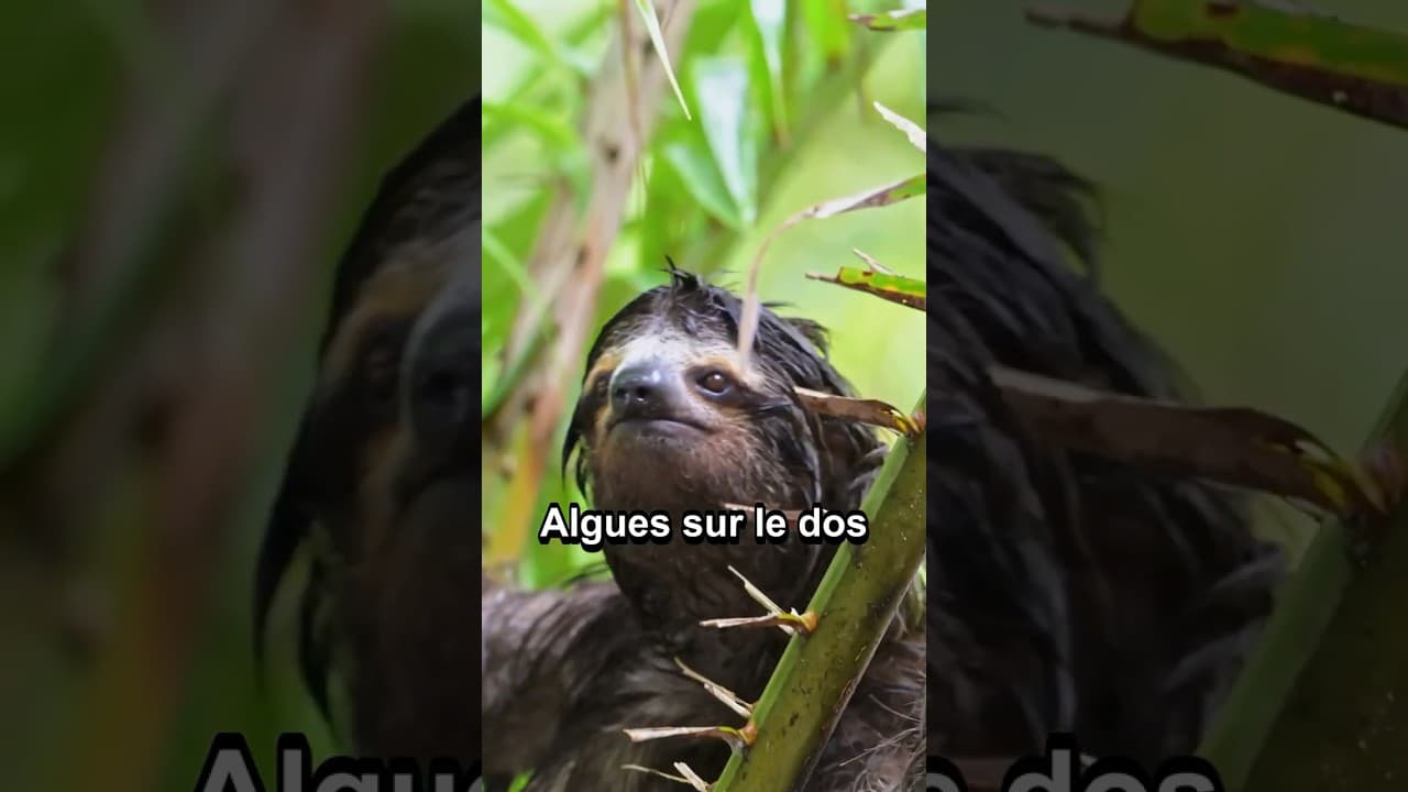 Culture & découvertes — 4 secrets insolites sur le #paresseux